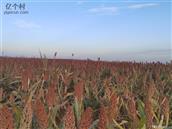 山西省,忻州市,偏关县,窑头乡,光明村