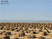 山西省,忻州市,偏关县,窑头乡,光明村