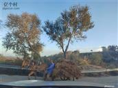 山西省,忻州市,偏关县,窑头乡,光明村