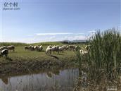 寺庄村 村边的小河及成群的牛羊