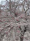 山西省,忻州市,偏关县,窑头乡,光明村