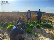 山西省,忻州市,偏关县,窑头乡,光明村