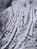 金鼓村 2023年入冬后的第一场雪