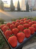 新峰村 草莓🍓