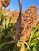 山西省,忻州市,偏关县,窑头乡,光明村