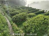 晓阳溪村 岑溪红茶，旗峰绿茶