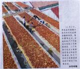 山西省,运城市,芮城县,阳城镇,江口村