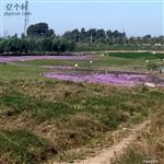 吉林省,通化市,柳河县,红石镇,西安村