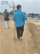 河北省,邯郸市,大名县,束馆镇,刘辛庄村