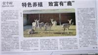 王甫庄村 王甫庄村