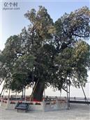 山西省,运城市,芮城县,南卫乡,大禹渡村