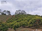 广西,钦州市,灵山县,灵城镇,大塘村