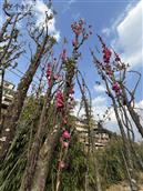 云南省,临沧市,永德县,乌木龙乡,乌木龙村