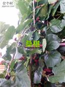 广东省,河源市,龙川县,上坪镇,梅坑村