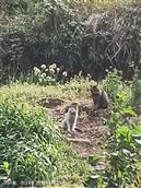 四川省,内江市,资中县,新桥镇,石岭村