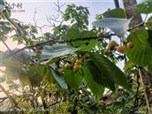 四川省,内江市,资中县,新桥镇,石岭村