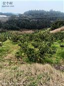 四川省,内江市,资中县,新桥镇,石岭村