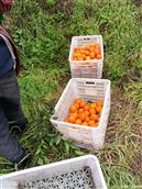 四川省,内江市,资中县,新桥镇,清平村