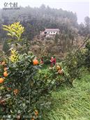 四川省,内江市,资中县,新桥镇,清平村