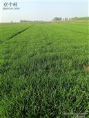 山东省,滨州市,滨城区,三河湖镇,朱家口村