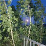 后孙村 乡村的夜晚
 
夜幕，如一块巨大的黑色绒布，缓缓地覆盖了整个乡村。白日里的喧嚣与热闹，都随着那渐渐黯淡的天色，被悄然收纳进了时光的褶皱里。
 
路灯，像忠诚的卫士，在寂静的村道两旁依次排开。它们闪烁着温暖而柔和的光芒，努力地驱散着周围的黑暗。那光芒，在这无边的夜色里，显得格外珍贵，仿佛是夜的眼睛，默默地注视着这片宁静的土地。
 
而在那高远的天空中，明亮的月亮正冉冉升起。它宛如一颗被精心打磨过的白玉盘，散发着清冷而圣洁的光辉。那光芒，如同瀑布一般，倾洒而下，轻柔地抚摸着乡村的每一寸土地。
 
村头的池塘，在月光的照耀下，宛如一面巨大的银镜。水面波光粼粼，像是无数颗细碎的钻石在闪烁。偶尔，一阵微风吹过，水面上便泛起层层涟漪，打破了那原本平静如镜的画面。池塘里的荷叶，在月光下投下一片片黑影，仿佛是一幅天然的水墨画。荷叶上的水珠，在月光的映照下，晶莹剔透，宛如一颗颗珍珠，随时都有可能滚落下来。
 
不远处的凉亭，也被月光照亮了。它静静地矗立在那里，像是一位历经沧桑的老人，默默地守护着这个乡村。凉亭的柱子在月光下投下长长的影子，仿佛是它伸展的手臂，想要拥抱这美好的夜色。亭顶的瓦片，在月光的照耀下，闪烁着淡淡的银光，显得格外古朴而典雅。
 
此时，整个乡村都沉浸在这如梦如幻的月色里。偶尔传来的几声犬吠，打破了夜的寂静，却又很快被这无边的夜色所吞没。远处，传来了几声蛙鸣，那清脆的声音，仿佛是大自然奏响的夜曲。
 
我静静地站在这乡村的夜色里，感受着这宁静而美好的一切。心中的烦恼与疲惫，都随着这轻柔的月光，渐渐消散。在这乡村的夜，我仿佛找到了心灵的归宿，那是一种远离喧嚣、回归自然的宁静与满足。
 
夜，还在继续；月光，还在流淌。而这乡村的夜，将永远铭刻在我的记忆深处，成为我心中最美好的回忆。
