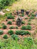 四川省,内江市,资中县,新桥镇,石岭村