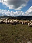 河北省,张家口市,沽源县,长梁乡,南滩村