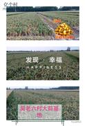 吴老六村 吴老六村特色种植