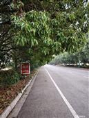 江苏省,苏州市,吴中区,临湖镇,东吴村