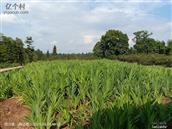 四川省,内江市,资中县,新桥镇,清平村