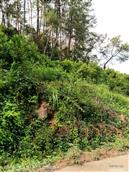 四川省,内江市,资中县,新桥镇,清平村