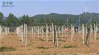 四川省,广元市,剑阁县,白龙镇,槐树村