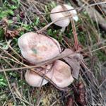 云南省,临沧市,永德县,班卡乡,忙东村