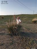 内蒙古,锡林郭勒盟,阿巴嘎旗,吉尔嘎郎图苏木乡,巴雅尔图嘎查村