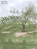 河北省,邢台市,隆尧县,隆尧镇,韩解村