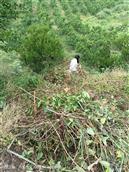 四川省,内江市,资中县,新桥镇,清平村