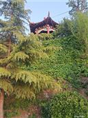 山东省,烟台市,招远市,辛庄镇,北截村