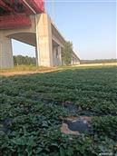 山东省,德州市,齐河县,胡官屯镇,司李村