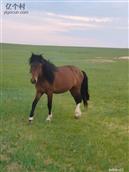 内蒙古,锡林郭勒盟,阿巴嘎旗,吉尔嘎郎图苏木乡,巴雅尔图嘎查村