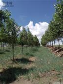 内蒙古,锡林郭勒盟,阿巴嘎旗,吉尔嘎郎图苏木乡,巴雅尔图嘎查村