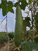 安徽省,黄山市,歙县,北岸镇,五渡村