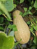 安徽省,黄山市,歙县,北岸镇,五渡村