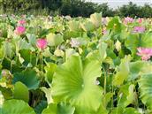 东湖村 