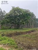 广西,贺州市,八步区,贺街镇,龙马村