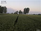 河南省,新乡市,封丘县,王村乡,岳占村