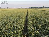 河南省,新乡市,封丘县,王村乡,岳占村