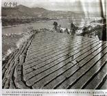 湖北省,宜昌市,秭归县,茅坪镇,松树坳村