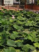 河北省,唐山市,开平区,越河镇,东塔头村