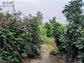 港洲村 夏冬环境，农家小院