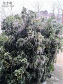 港洲村 夏冬环境，农家小院